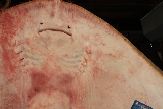 Bursa'da yakalanan ilginç vatoz balığı