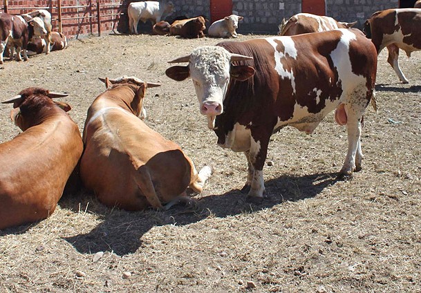 Kulu'da şap aşısı kampanyası
