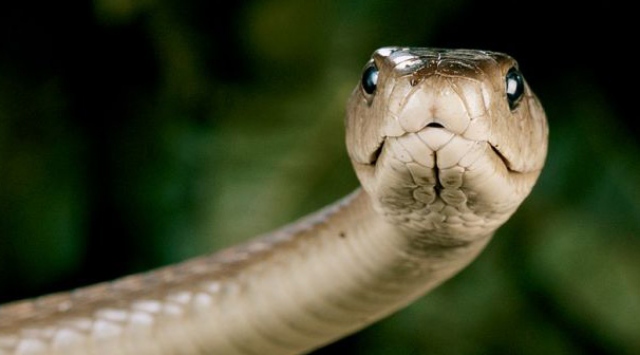 Tek ısırığı 100 kişiyi öldürmeye yetiyor