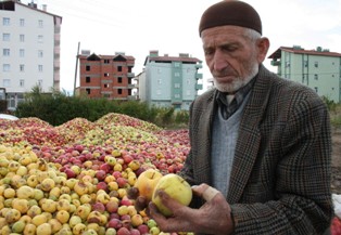 Döküntü elmalar meyve suyu oluyor