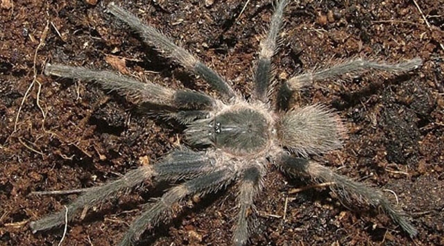 Bu da renkli tarantula