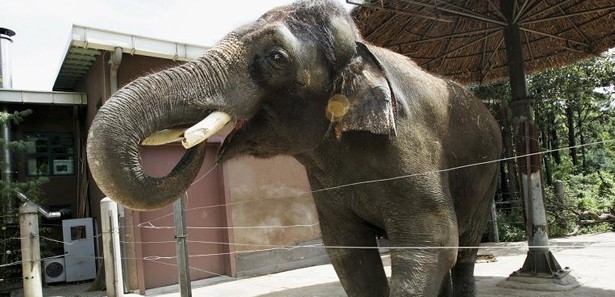 Bu fil insan gibi konuşuyor VİDEO