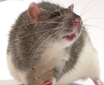 Fareler New York'un yeni kabusu oldu