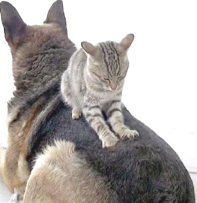 Köpekle kedilerin şaşırtan dostluğu