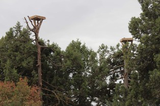 Beyşehir'de leyleklere yeni yaşam alanı