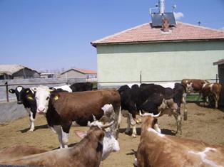 Sarayönü’ne 220 büyükbaşlık çiftlik