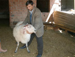 Katil koç dehşet saçtı