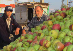 Döküntü elmanın fiyatı arttı