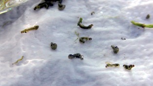 Tarım Bakanlığı gölde incelemelere başladı