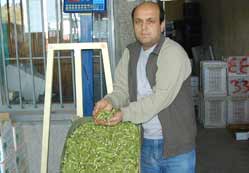 Konya’da bamya bereketi