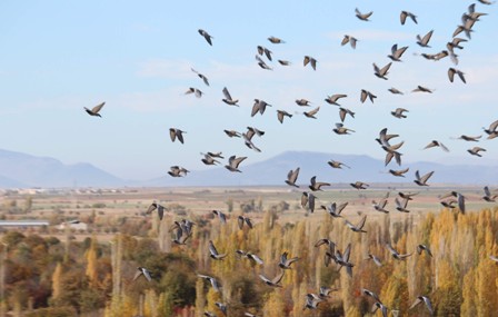 Beyşehir Milli Park'da Sonbahar