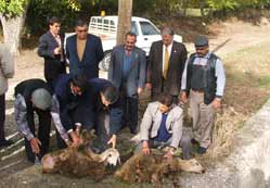 Yağış için şükran kurbanı kesildi