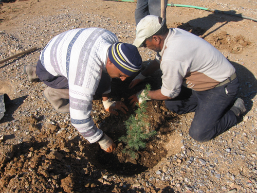 Gencek'te fidanlar toprakla buluşacak