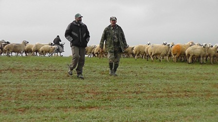 Ekili alanlarda koyun otlatanlara ceza