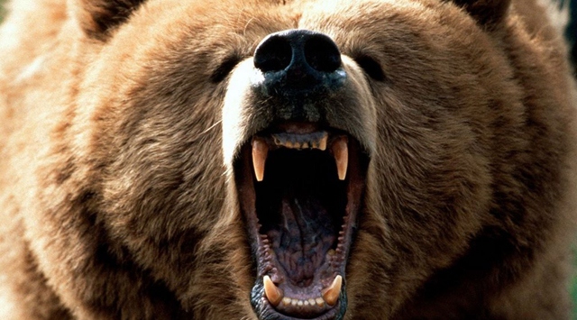 Kanada'da ayı dehşeti