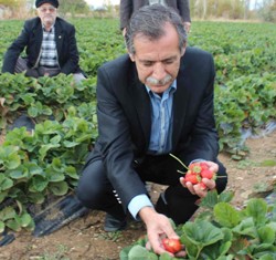 Kasım ayında çilek topluyorlar