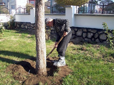 92'lik dedenin ağaç sevgisi