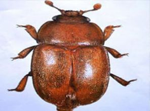 O böceğin ismi değişiyor