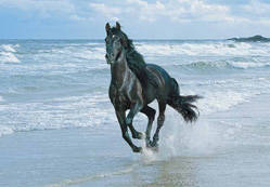 Kör at ile deniz sefası…