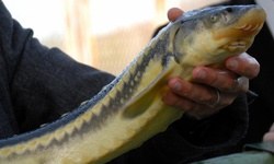 Su ürünlerinde iş çok, yetişmiş eleman yok