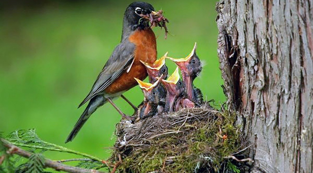 “Kuş Beyinli” demeden iyi düşünün