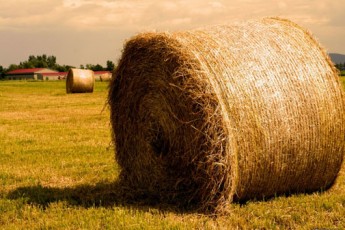 Kaba yem üretiminde artış