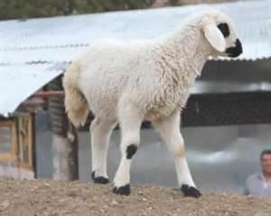 3 Ayaklı Kuzu İlgi Odağı