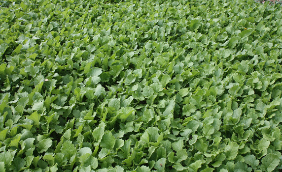 İcmaller askıya çıkarıldı