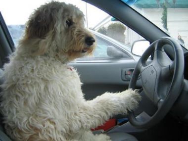 Yeni Zelanda'da köpeklere sürücü eğitimi veriliyor