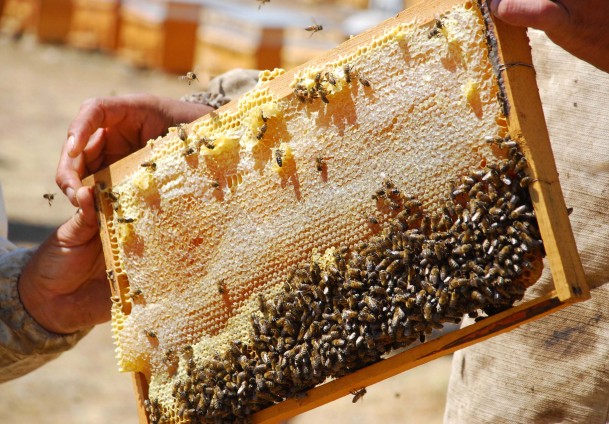 Balın parmak izi bulunacak