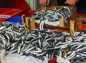 Bu kış hamsi yüzleri güldürmedi