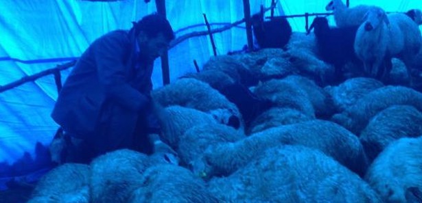 133 koyunun ölümü araştırılıyor
