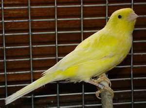 ''En güzel'' kanarya seçilecek