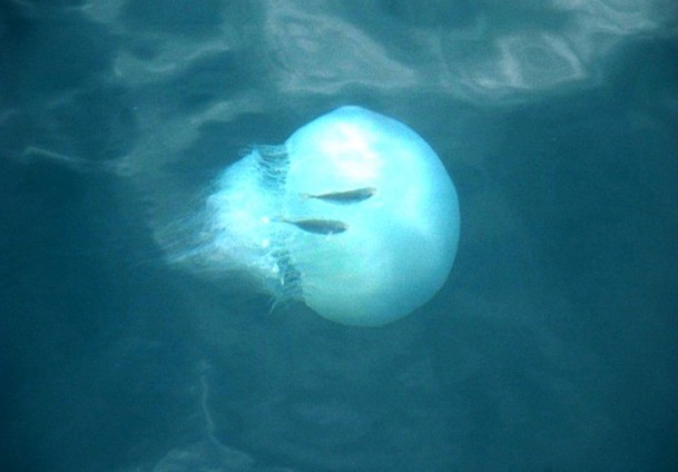 Akdeniz'de "Taraklı Medüz" tehlikesi