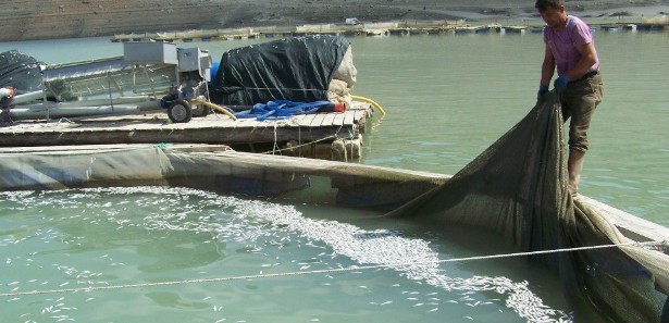 İyi yetiştirilen balıklara sertifika