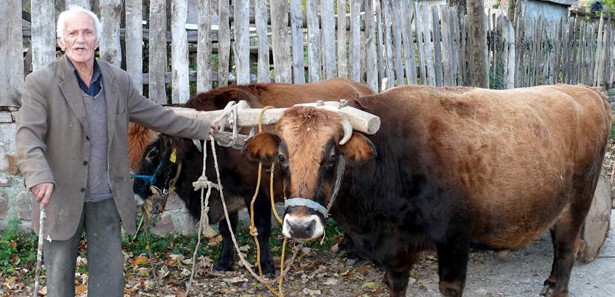 Satmaya kıyamadığı öküzleri 20 yıldır besliyor