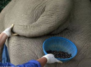 Fil dışkısından kahve