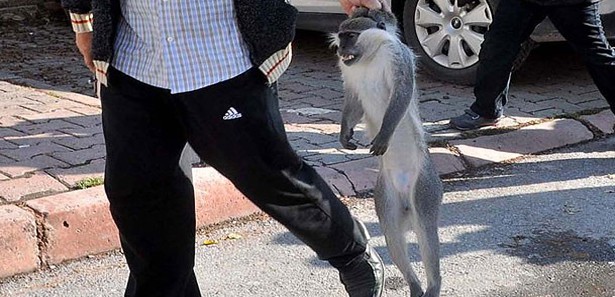 Kayseri'de maymun saldırısı: 2 yaralı