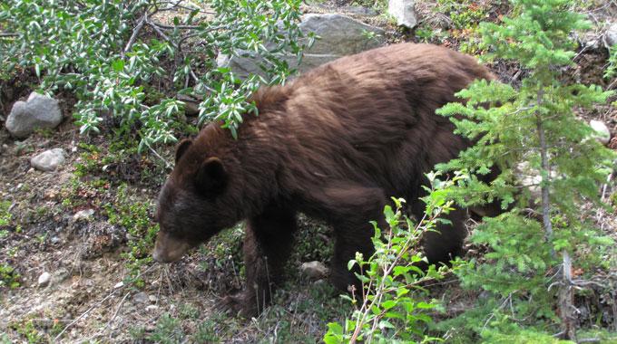 Yağmurdan kaçarken ayıya tutuldular