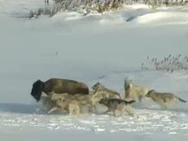 Kurt sürüsü köy imamını esir aldı