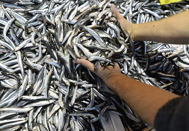 Palamuttan sonra hamsi bereketi