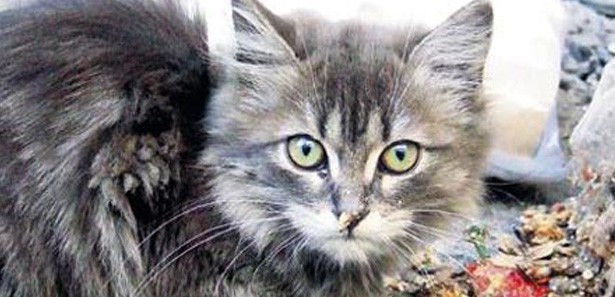 Kedi, 2.5 aylık bebeği boğarak öldürdü!