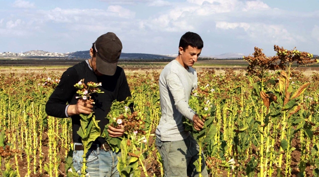 İsrail tarım arazilerini tahrip etti