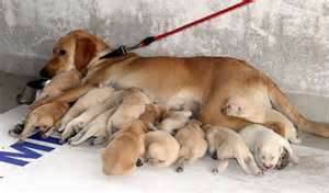 Çomar 18 Yavru Doğurdu