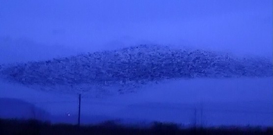 Kuşların gökyüzündeki dansı büyülüyor