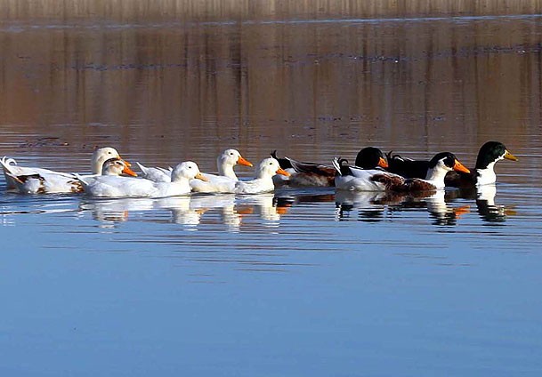 Kuş gribinden daha tehlikeli virüs