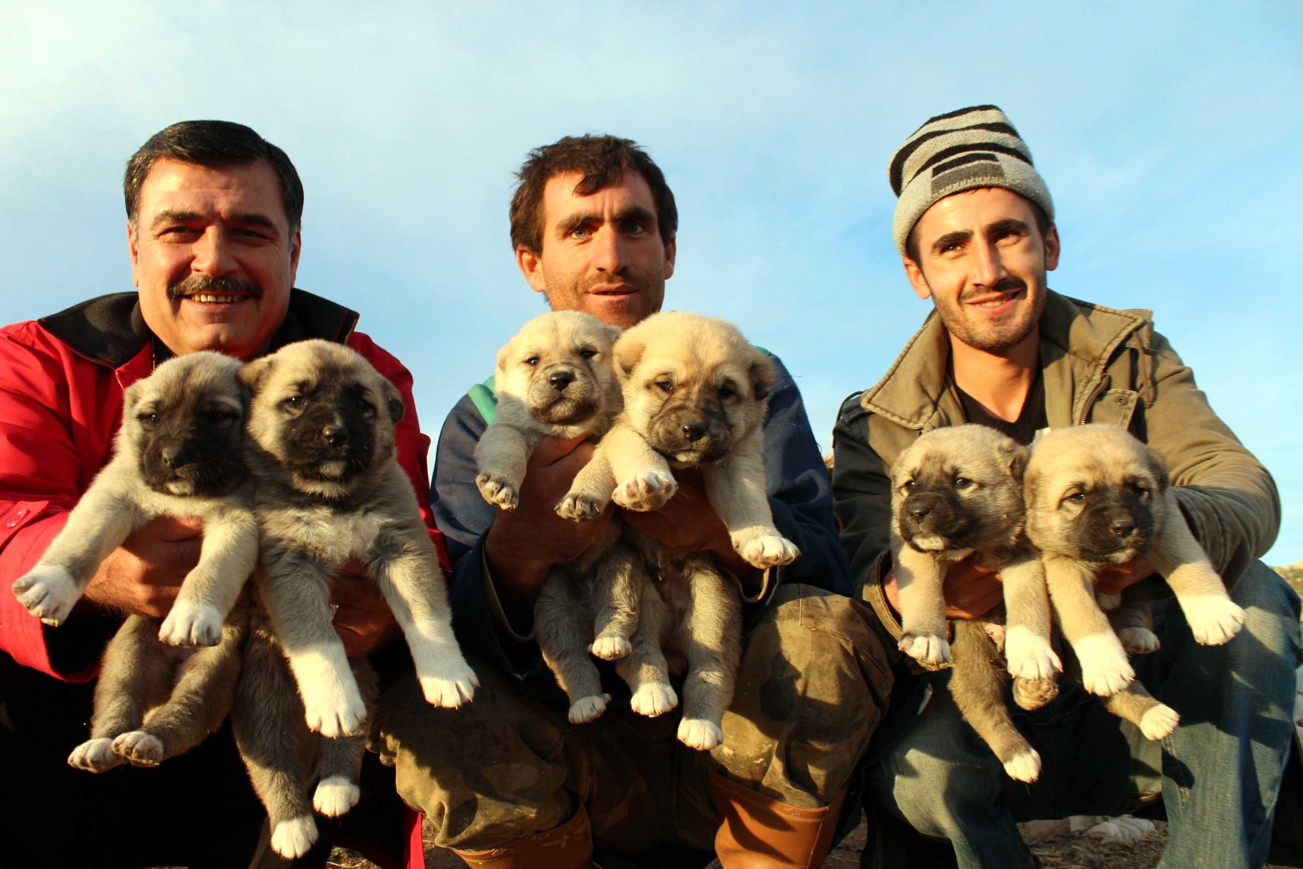 İki köpek bir batında 22 yavru dünyaya getirdi