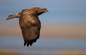 Şahin kuşları için toplandılar