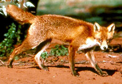 Tombul Bağcıyla Kurnaz Tilki