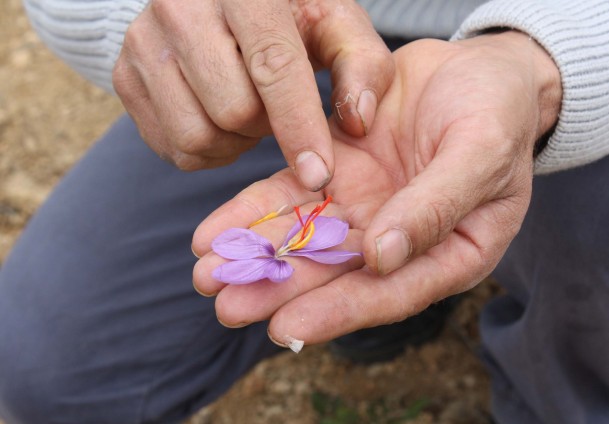 Safranbolu'ya Mersinli rakip